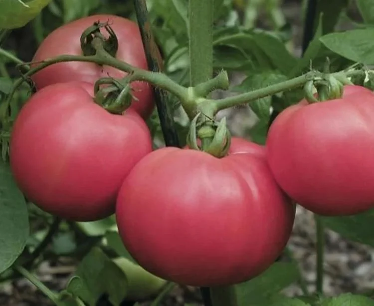 Томат Кукла Даша: описание сорта помидоров, характеристики, выращивание. Болезни и вредители, отзывы