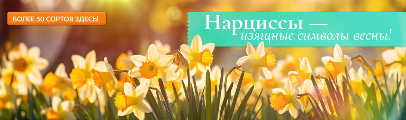 Нарциссы