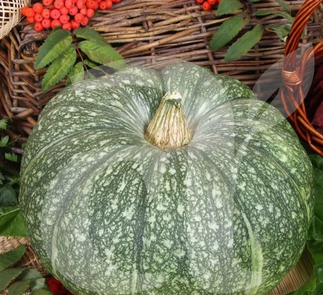 Тыква Мраморная Семена Купить
