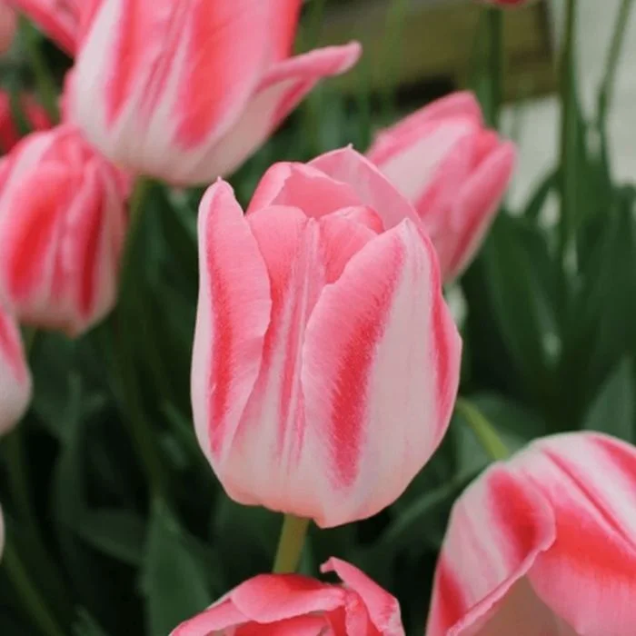 Тюльпан Микки Чик Тюльпан Микки Чик