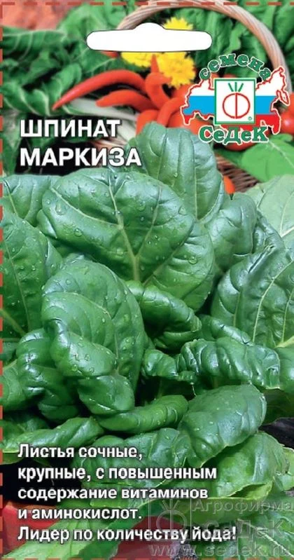 Семена Шпинат Маркиза: описание сорта, фото - купить с доставкой или почтойРоссии