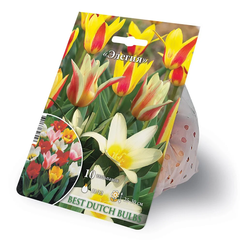 Смесь тюльпанов Элегия Смесь тюльпанов Элегия