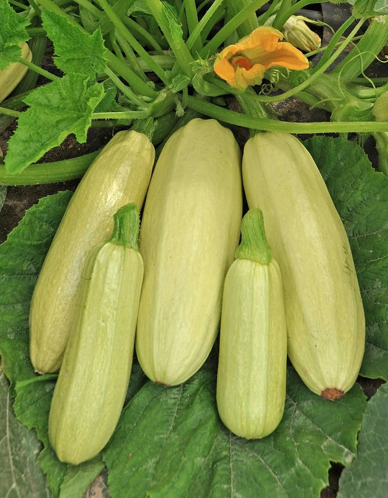 Кабачки фото картинки