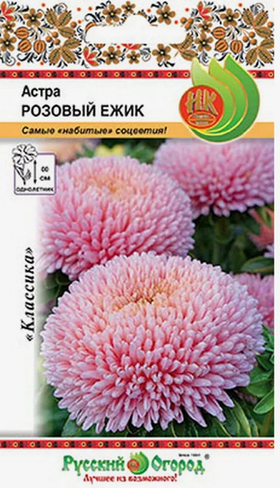 Астра Розовый ежик: описание сорта, характеристики, посадка и выращивание, отзывы Астра Розовый ежик описание сорта характеристики посадка и выращивание отзывы