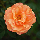 Роза Эприкот Клементина (горшок 3л)