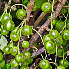Смородина Изумрудное ожерелье (зеленоплодная)