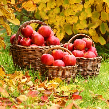 Сентябрь: работы в плодовом саду и в ягоднике